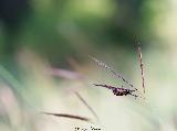 photonature04